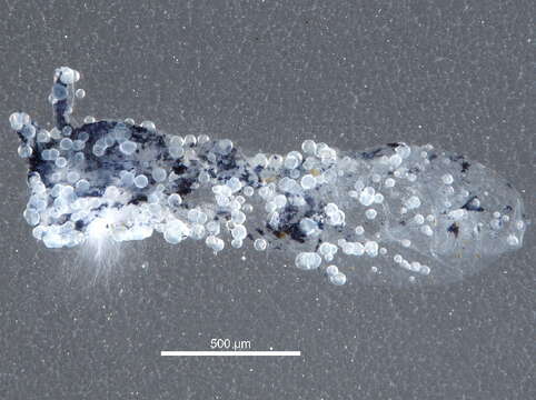 Image of blind springtails