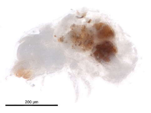 Oribotritiidae Balogh 1943的圖片