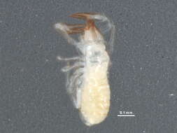 Image of Heterosphyronida