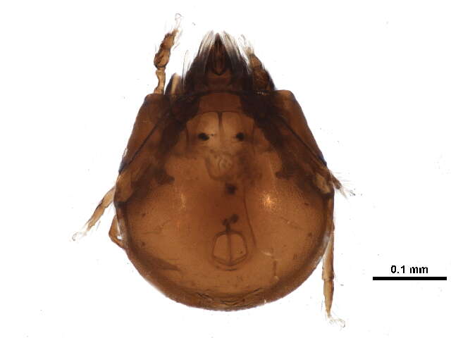 Image of Phenopelopoidea Petrunkevitch 1955