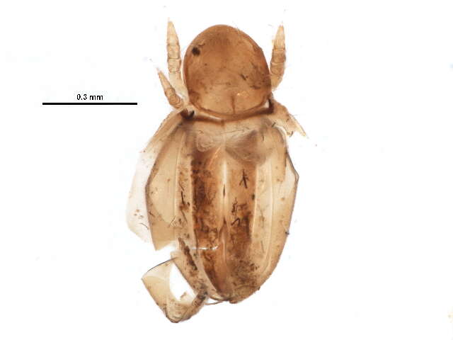 Synichotritiidae Walker 1965的圖片