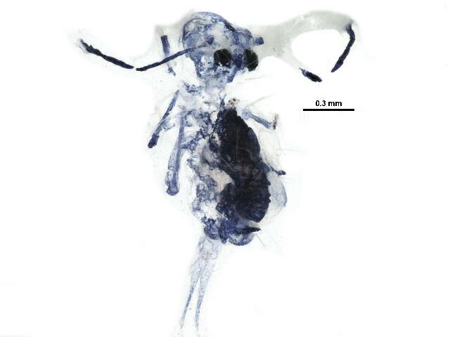 Image of Dicyrtominae