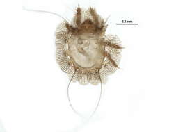 Image of Compactozetidae Luxton 1988