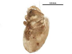 Image of Zetomimidae