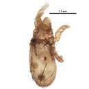 Image of Nanhermannia Berlese 1913