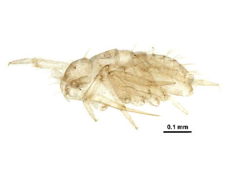 Image of Ceratocombidae