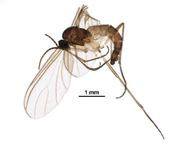 Image of <i>Mouffetina expolita</i>