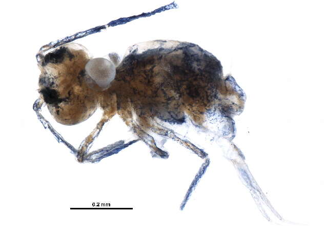 Image of Dicyrtoma maculosa Ionesco ex Denis 1930