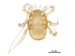 Image of Epicriidae