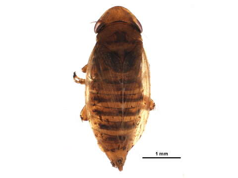 Image of Auchenorrhyncha