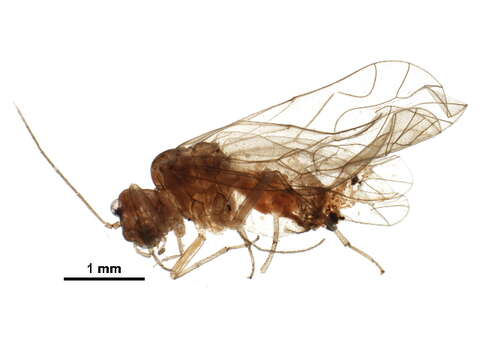 Image of Elipsocus