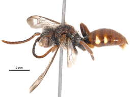 Nomada cuneata (Robertson 1903) resmi