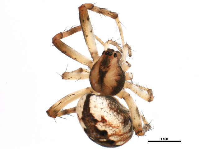 Image of Tuftlegged Orbweaver