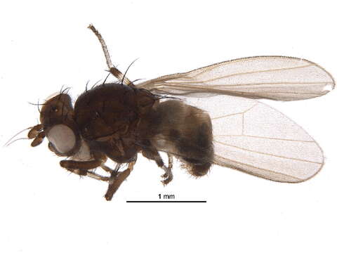 Image of lauxaniid flies