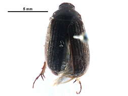 Image of Serica sericea (Illiger 1802)