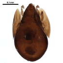 Image of Neoribates quadrisetosus (Ewing 1917)