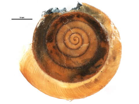 Image of leaf snails