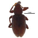 Image of Dorytomus squamosus Le Conte 1876