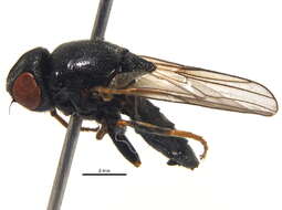 Image of Oscinellinae