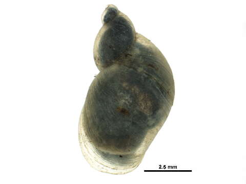 Image of <i>Catinella avara</i>