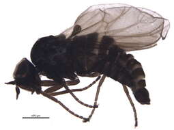 Image of hilarimorphid flies