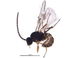 Image of Adialytus