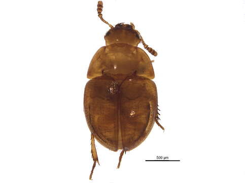 Image of Leiodes strigata (Le Conte & J. L. 1850)