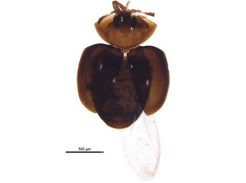 Image of minute hooded beetles