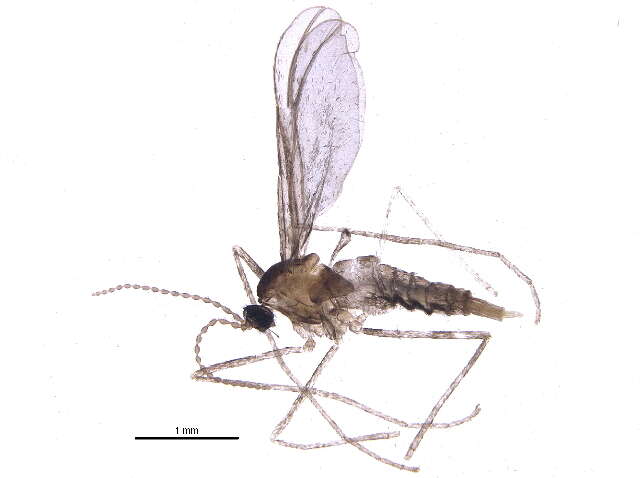 Image de Rhopalomyia fusiformae Felt 1907
