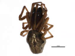 Image of Pachygnatha xanthostoma C. L. Koch 1845