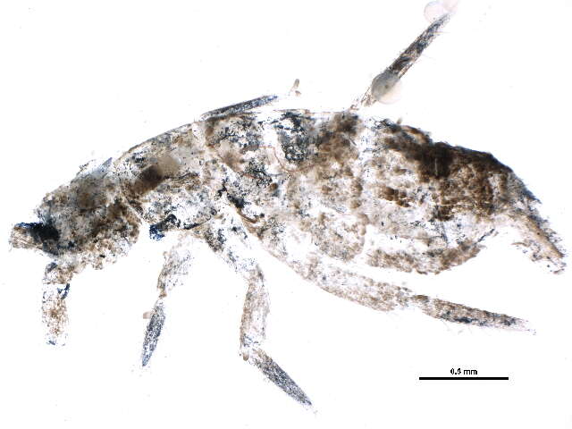 Image of Springtail