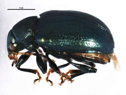 Brachypnoea puncticollis (Say 1824)的圖片