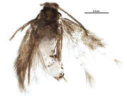 Image of Stigmella minusculella (Herrich-Schäffer 1855) Beirne 1945