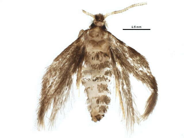 صورة Stigmella macrocarpae (Freeman 1967) van Nieukerken et al. 2016