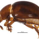 Image of Anogdus secretus (Brown & W. J. 1937)