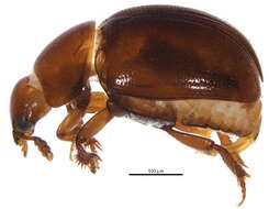 Image of Anogdus secretus (Brown & W. J. 1937)