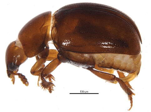 Image of Anogdus secretus (Brown & W. J. 1937)