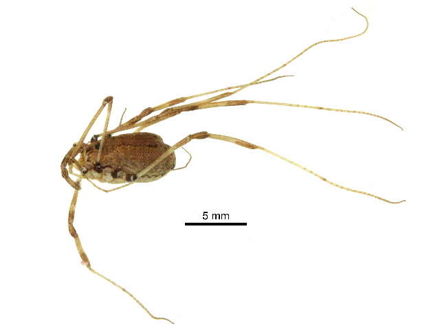 Image of Leiobunum vittatum (Say 1821)