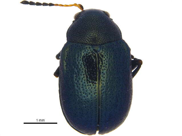 Brachypnoea puncticollis (Say 1824)的圖片