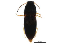 Image of Negastrius