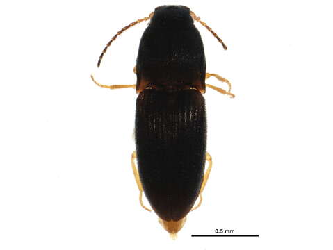 Image de Negastrius