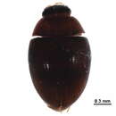 Image of Cercyon (Cercyon) assecla Smetana 1978