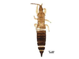 Image de Phlaeothripinae