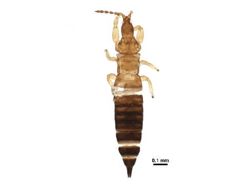 Image de Phlaeothripinae