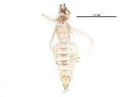 Image of Onion Thrips