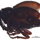 Слика од <i>Ceutorhynchus neglectus</i> Blatchley