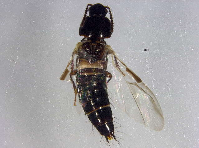 Image of Tachinus (Tachinus) luridus Erichson 1840