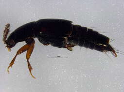 Image of Tachinus (Tachinus) luridus Erichson 1840