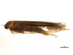 Image of Euhyponomeutoides