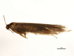 Image of Euhyponomeutoides